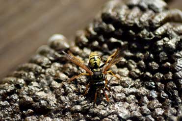 How to Spot and Identify a Hornet’s Nest