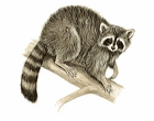 Raccoon Removal Burlington