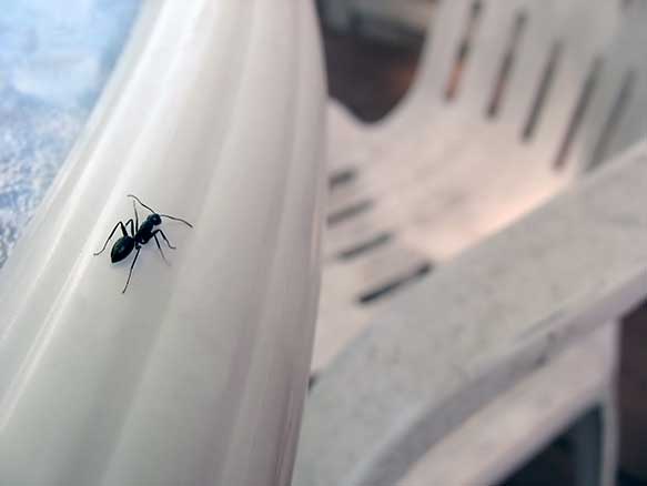 Hamilton Residents – Watch for Carpenter Ants