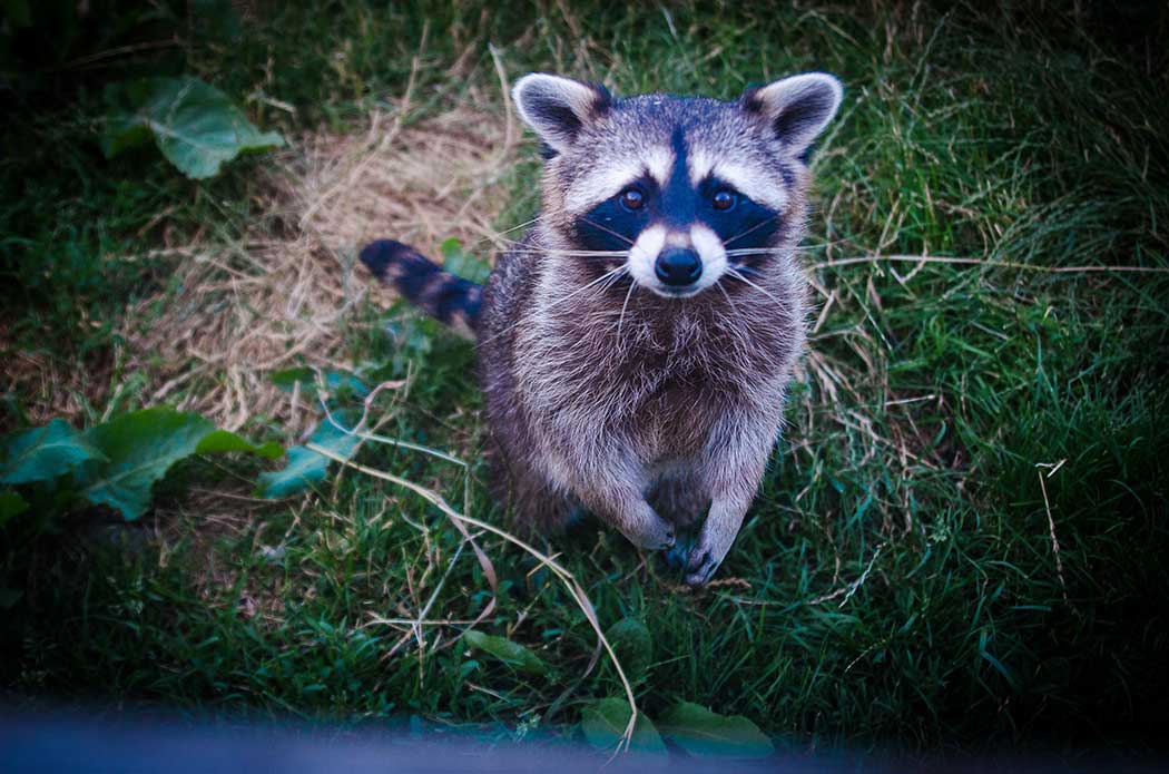 How to Prevent and Get Rid of Raccoons from Your Yard